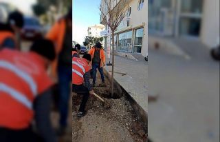 Kesilen ağacın yerine yenisi dikildi