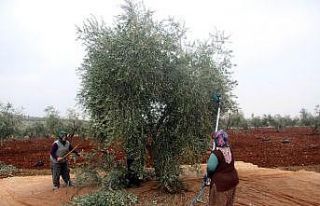 Kilis’te zeytin hasadında sona gelindi