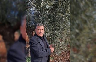 Kilis’te zeytin yaprağı araştırılıyor