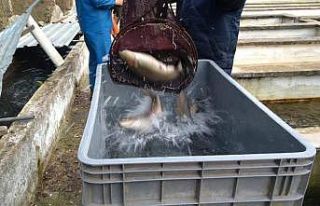 Kırklareli’de alabalık sağımları başladı