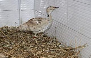 Kırmızı listedeki yaralı yakalı toy kuşu tedavi...