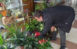 Kış aylarında salon bitkilerinin bakımına dikkat