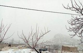 Kış ortasında açan erik ağacı şaşırttı