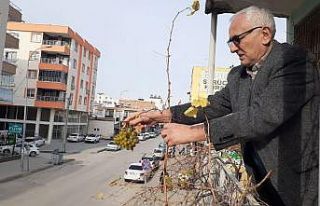 Kış ortasında asma üzüm verdi