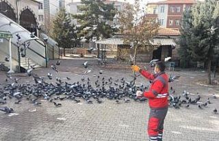 Kısıtlamada sokak hayvanları unutulmadı