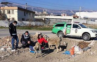 Kısıtlamada sokak hayvanlarına mama