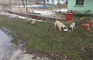 Kısıtlamalarda sokak hayvanları unutulmadı