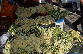 Kışta baharı yaşatan nergis çiçekleri gelir...