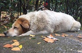 Kocaeli’de köpeklerin öldürülmesinde görev...