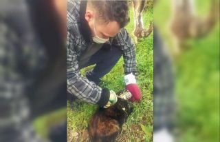 Konserve kutusuna kafasını sıkıştıran kediyi...