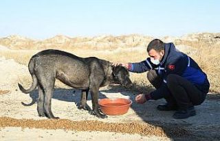 Konya Büyükşehir sokağa çıkma kısıtlamasında...