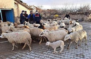 Konya’da jandarma çalınan 99 küçükbaş hayvanı...