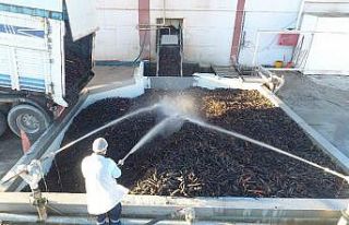 Konya’da yetişiyor 35 ülkeye ihraç ediliyor