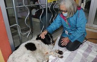 Köpeğinin sopayla dövüldüğünü iddia etti