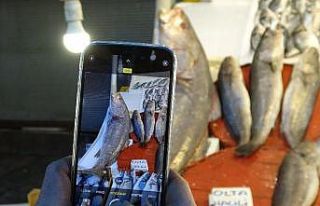 Köpek balığı değil halili