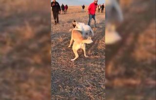 Köpekleri dövüş adı altında birbirine parçalattılar