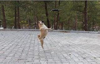 Köpeklerin drone ile imtihanı