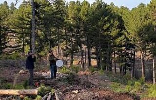 Korona mağduru müzisyen, ormanda çalışan mesai...