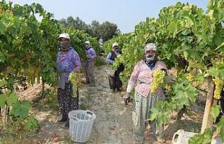 Korona virüs üzüm ihracatına engel olmadı