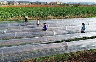 Korona virüsün stresini burada atıyorlar