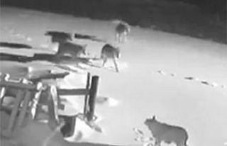 Köye inen kurt sürüsü, 2 köpeği telef etti