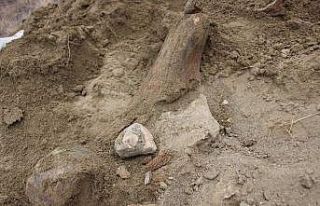 Köylüler su ararken buldu, mamut fosili olabilir