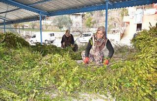 Köylünün yeni geçim kaynağı yaban mersini yağı