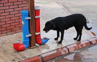 Kozan’da sokak hayvanları için mama noktaları...