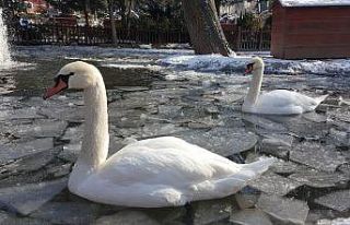 Kuğuların kış keyfi