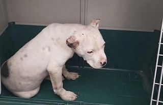 Kulakları kesilen Pitbull tedavi altına alındı