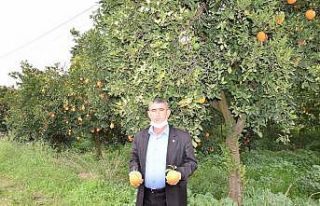 Kumluca’da kış ortasında meyve veren ağaçlar...