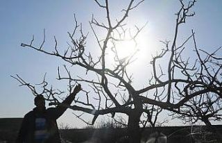 Kuraklık fıstık ağaçlarını vurdu