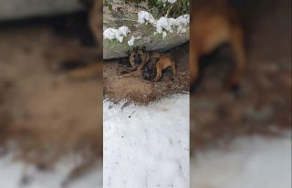 Kurt köpeği yavruları donmaktan son anda kurtarıldı