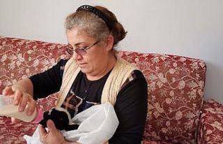 Âmâ kuzuyu evde biberonla besliyorlar