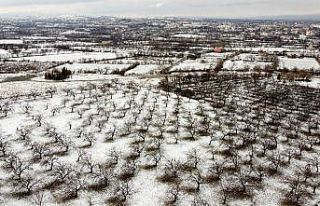 Malatya’da kayısı ağaçlarına beyaz gelinlik