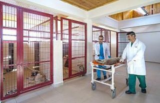 Malatya’da sokak hayvanlarının bakımına itina