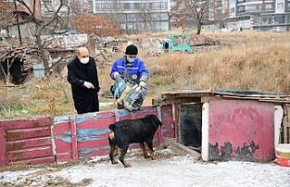 Mamak’ta sokak hayvanları sahipsiz değil