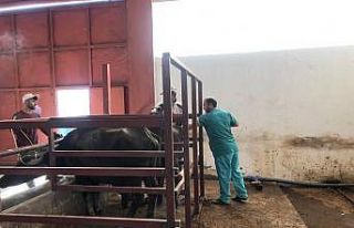 Mandalarda Suni Tohumlama Uygulamasının Yaygınlaştırılması...