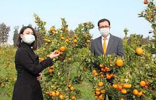 Mandarinde 2 yeni yerli ve milli çeşit geliştirildi