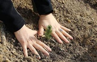 Manisa ormanlarına kadın eli değdi