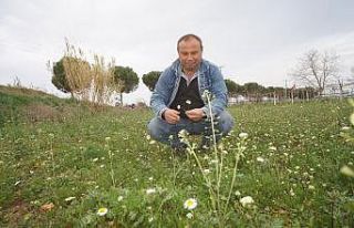 Manisa’da papatyalar açtı çiftçiler tedirgin...