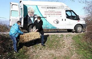 Manisa’da yılkı atları ve yaban hayvanları unutulmadı