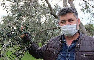 Manisa’da zeytin üreticisinin yüzü güldü