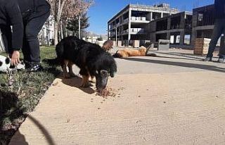 Mardin’de akademisyenler sokak hayvanlarını yalnız...
