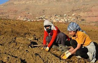 Mardin’de lavanta bahçesi oluşturuldu
