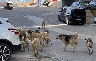 Mardin’de sokak köpekleri çocuklara saldırdı