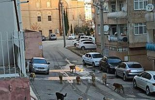Mardin’de vatandaşlar sokakta gezen başıboş...