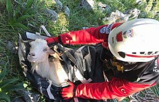 Marmaris AKUT ekibinden keçi kurtarma operasyonu