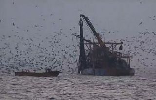 Martıların balık kapma telaşı