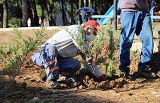 Menderes yeşile bürünüyor